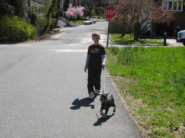 puppies