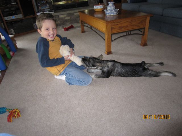 puppies