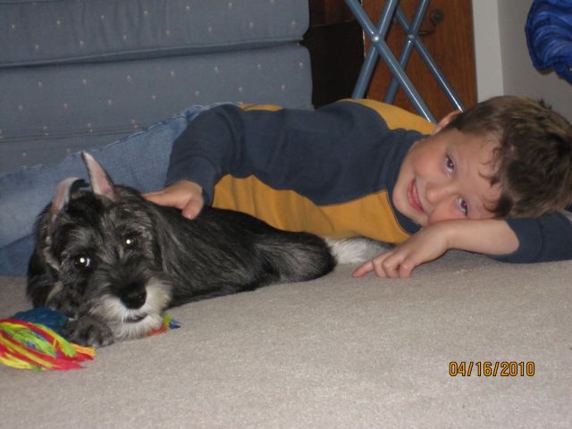 puppies